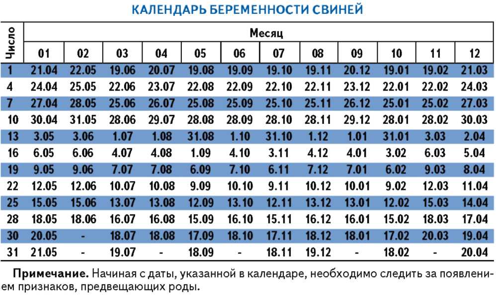 domuz hamilelik takvimi