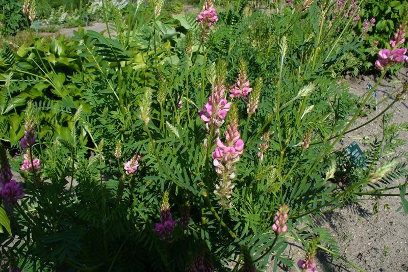 sandig sainfoin