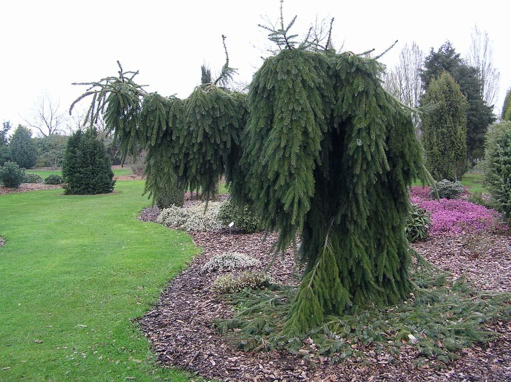 Serbyo spruce variety na Pendula