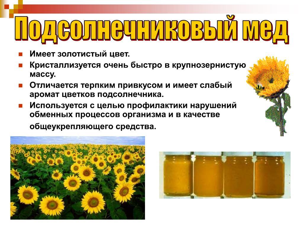 výhody slunečnicového medu