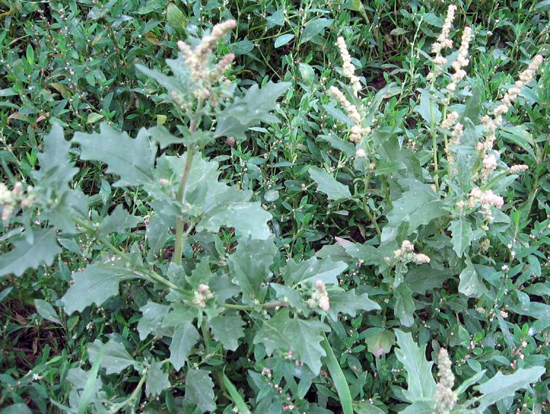 Fotografie quinoa