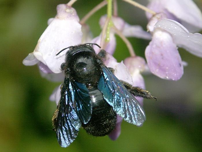 große schwarze Biene