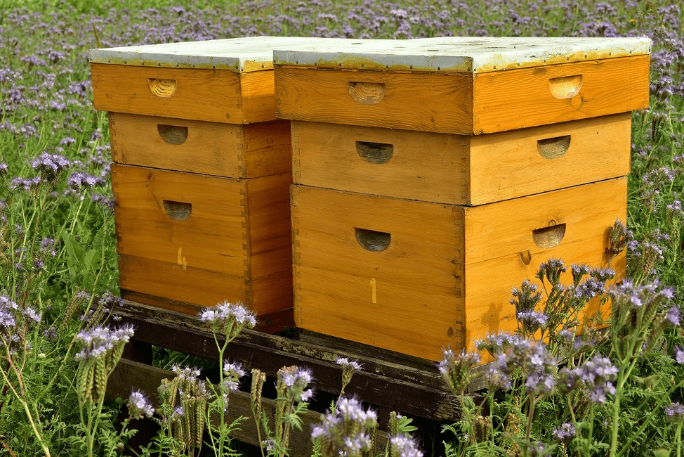 Hive