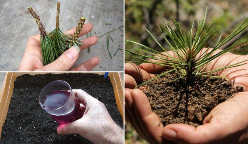 propagate cedar