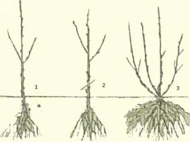 het planten van krenten