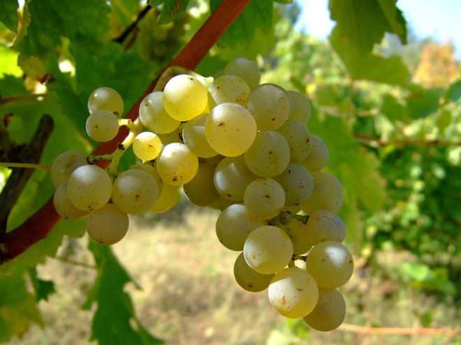 hrozny sauvignon