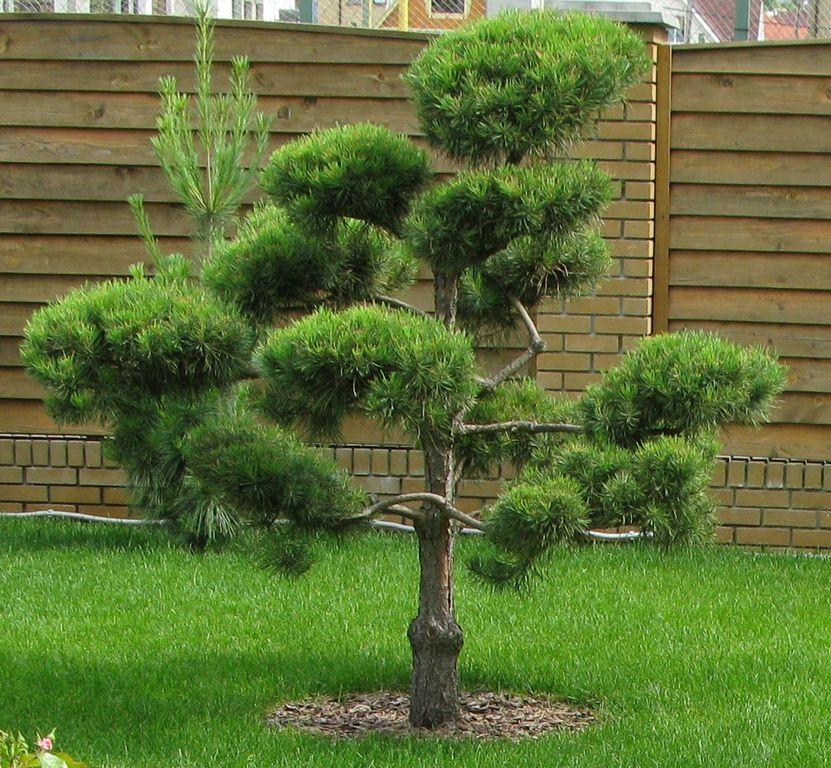 fenyő bonsai