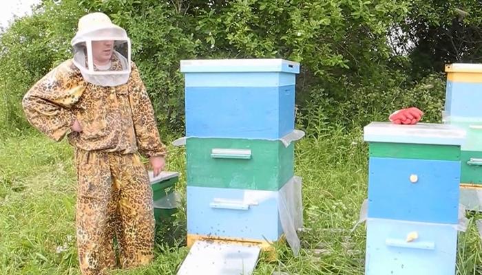 l'apiculture dans la région de Léningrad