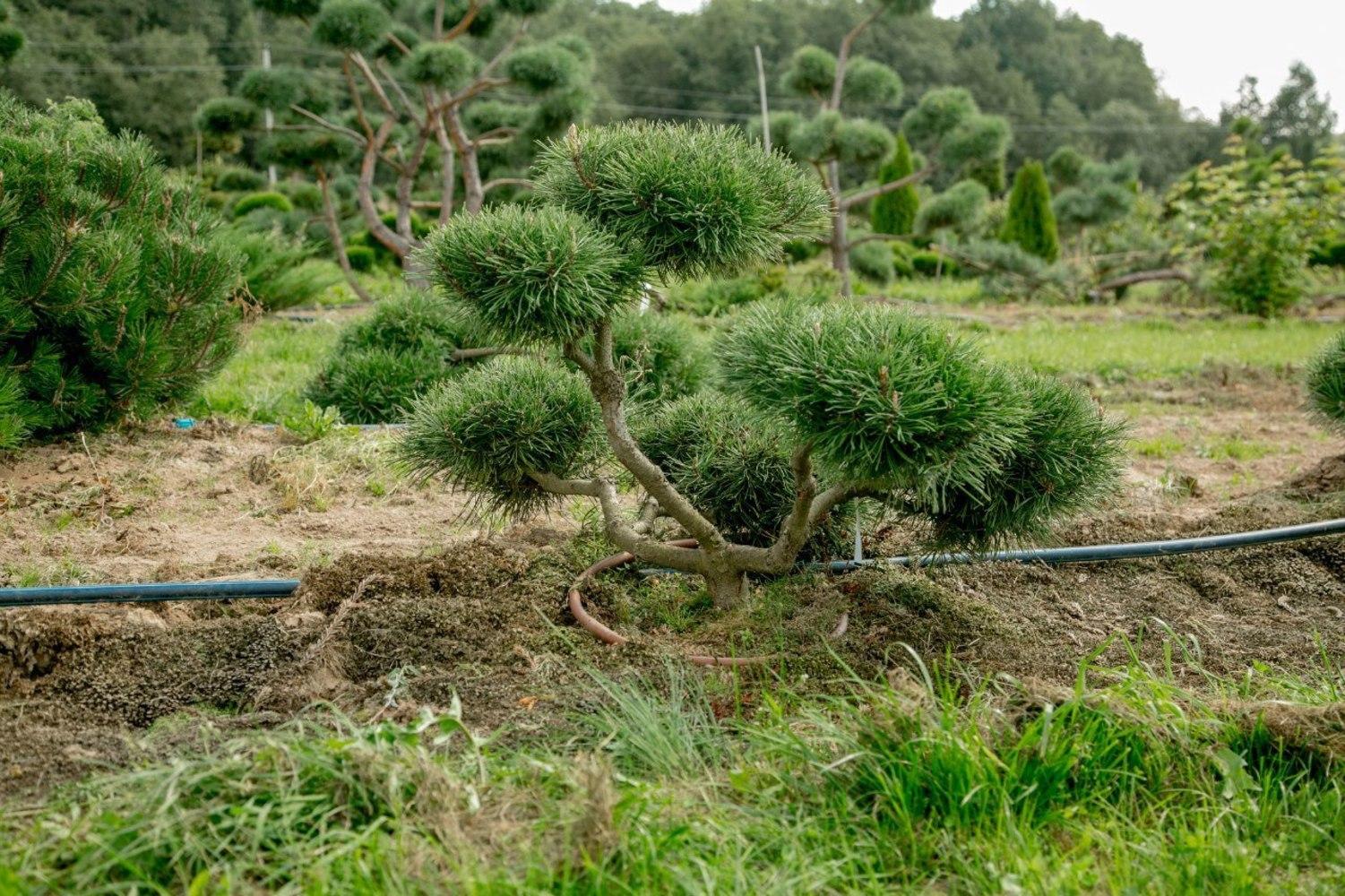 nivaki tự làm