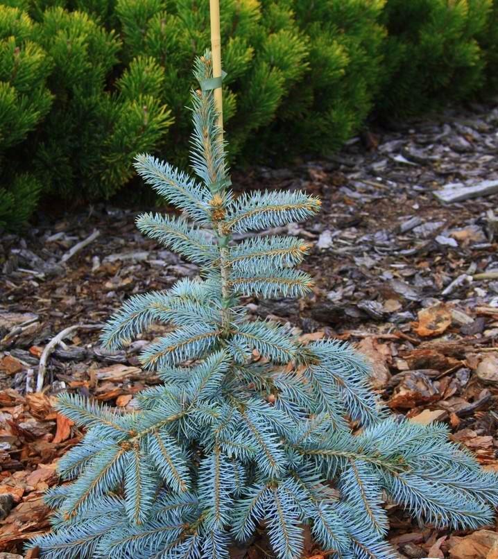 Argentée Pendula (Argentée Pendula)