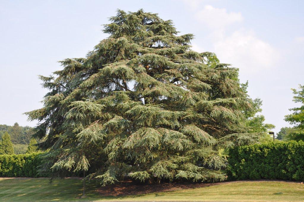 Atlas cedar 