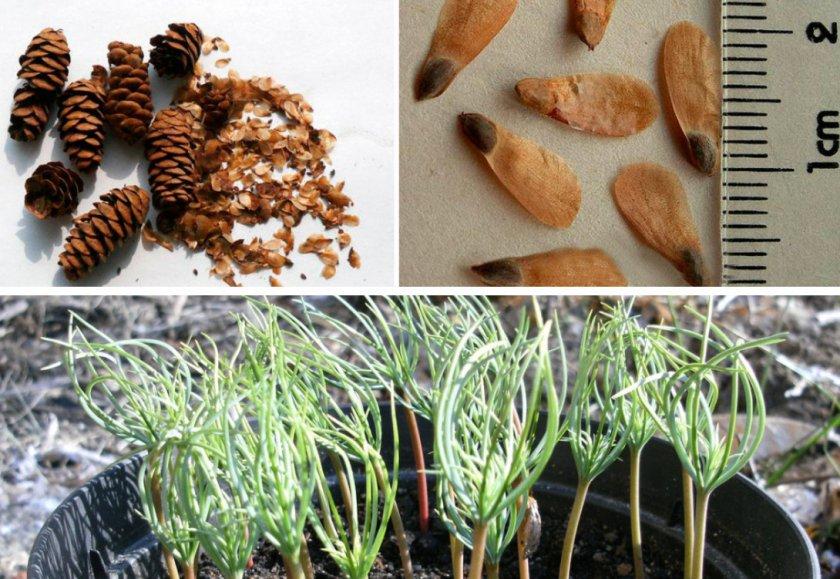 Growing spruce seed