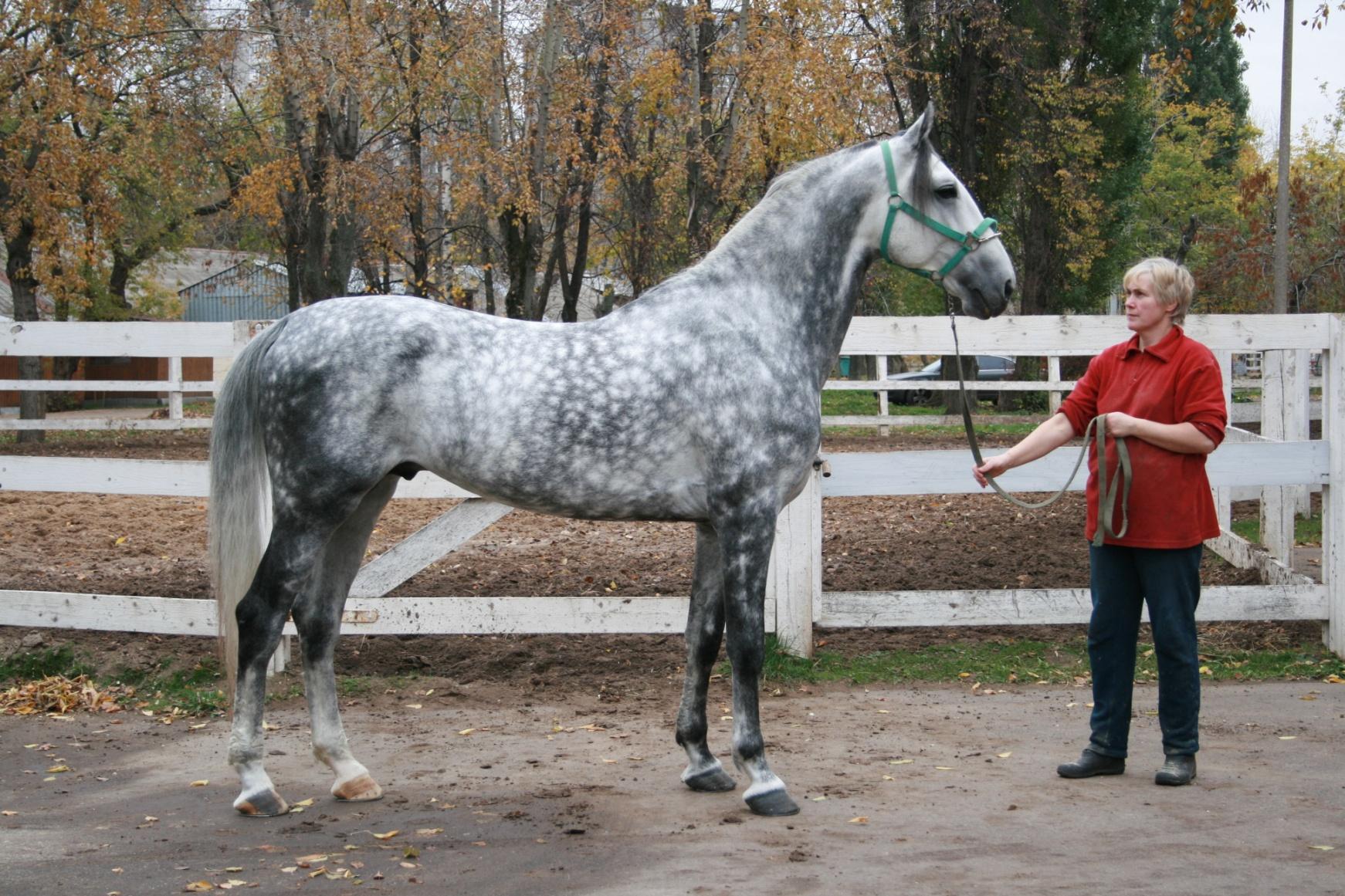 a beautiful horse