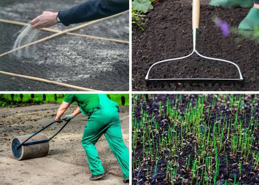 sowing lawn grass