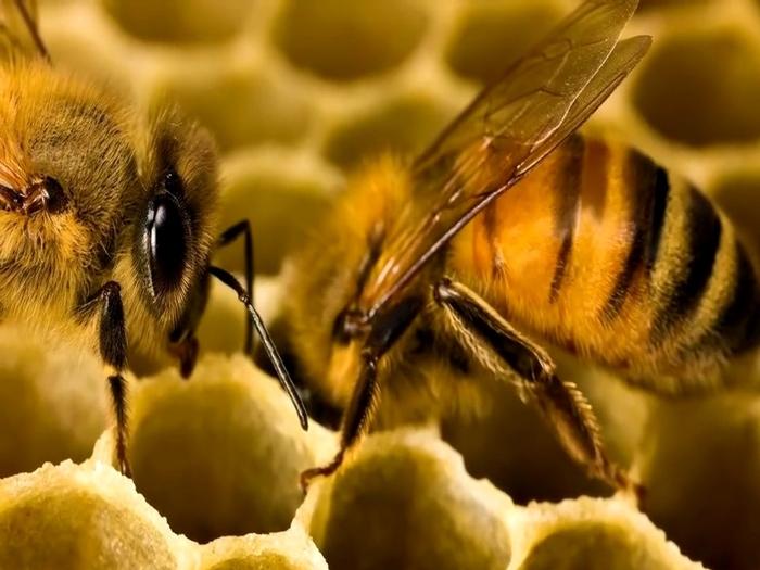 jak včely vyrábějí med