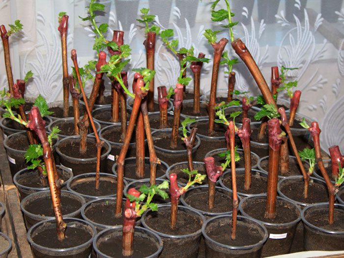 grape seedlings