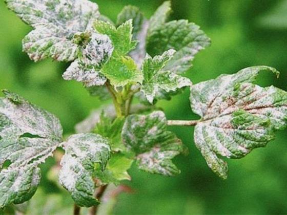 powdery mildew on currants