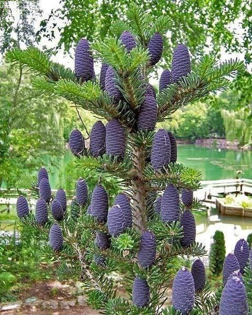 foto de abeto vermelho com cones roxos