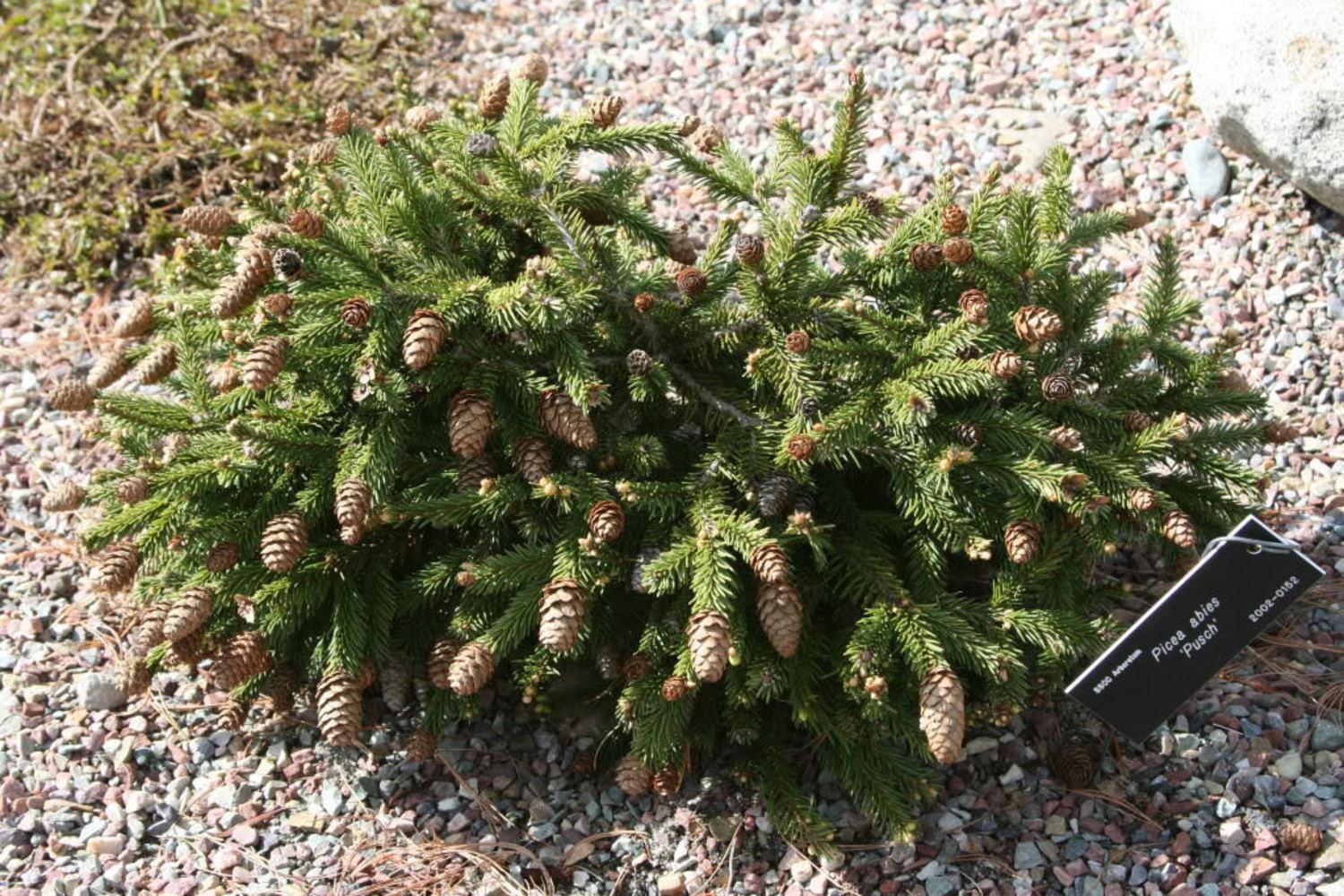 Spruce variety Push larawan