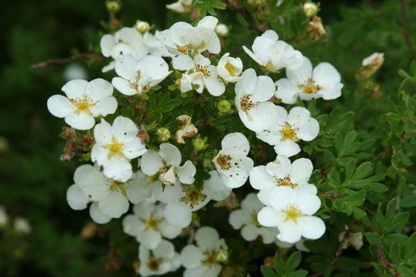 flor medicinal 