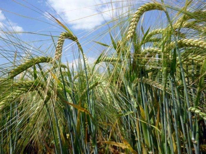 mga pataba para sa spring barley