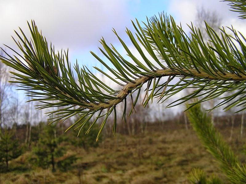 pine spinner