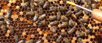 sac brood bees