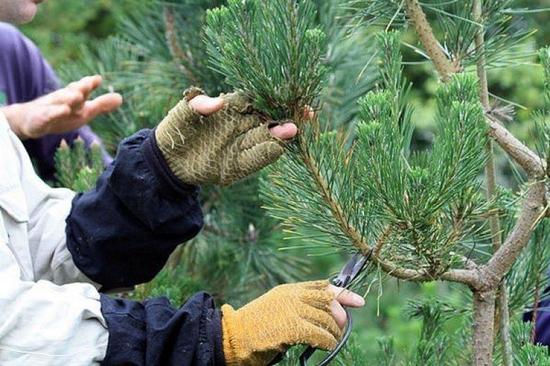 pine pruning