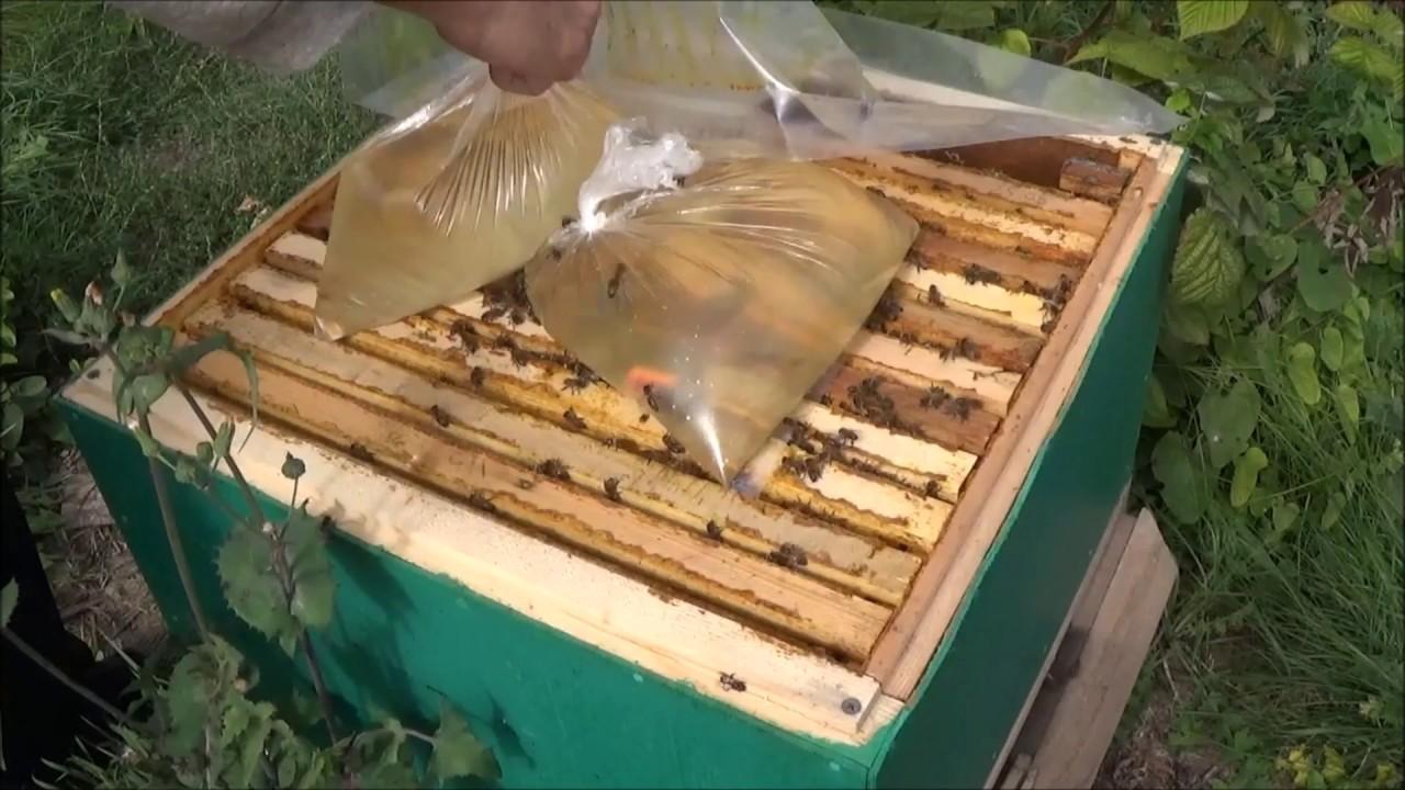 nourrir les abeilles avec du sirop dans des sacs