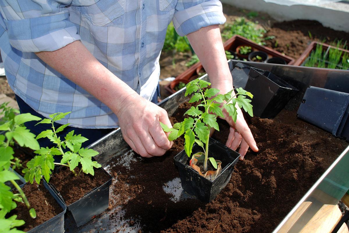 plantar tomàquets per a plàntules el 2023 casa rural