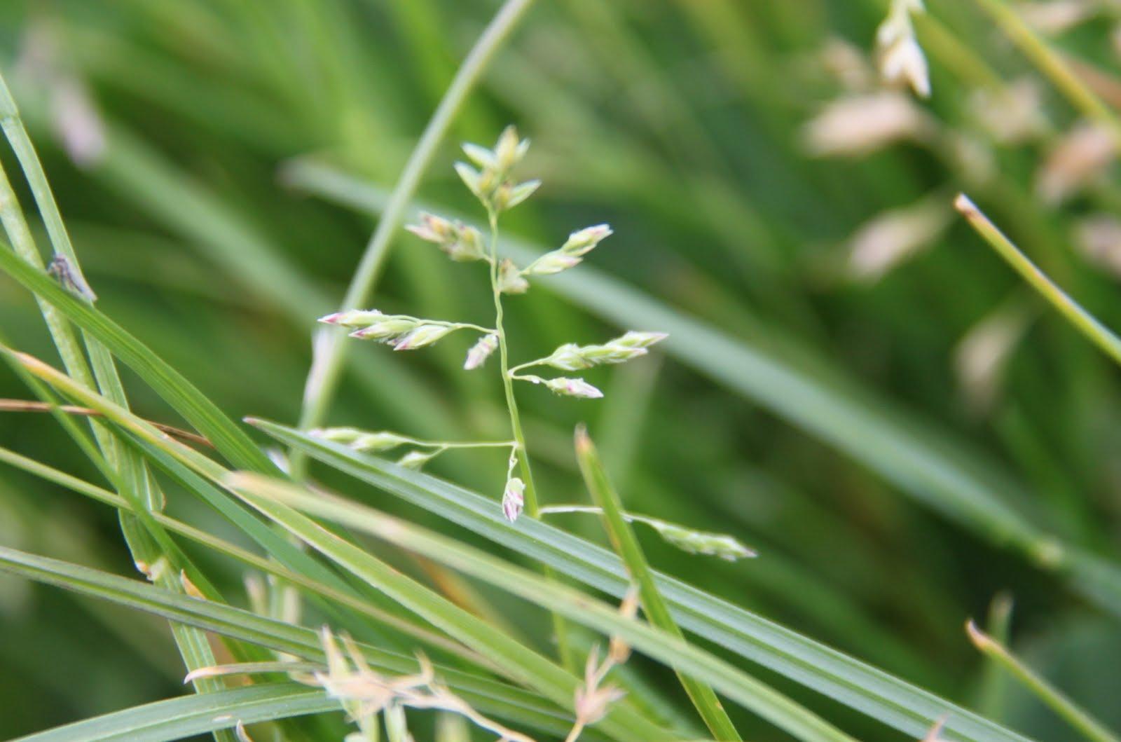 Meadow bluegrass