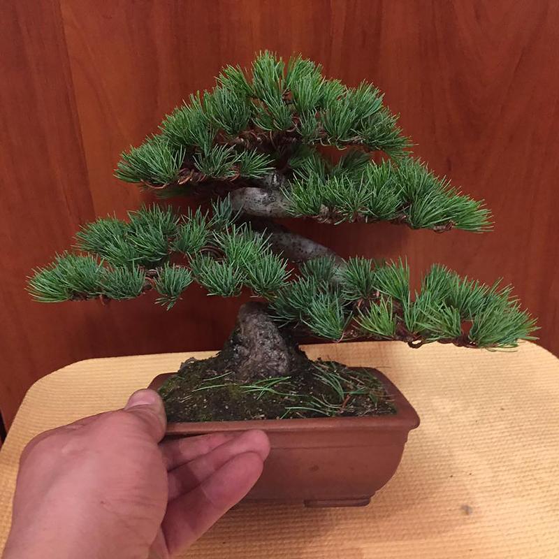 Uradi sam bonsai