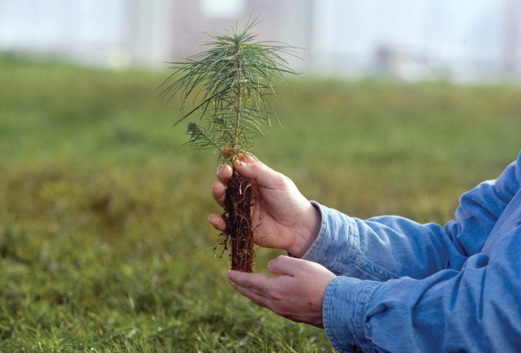 Planting a pine tree