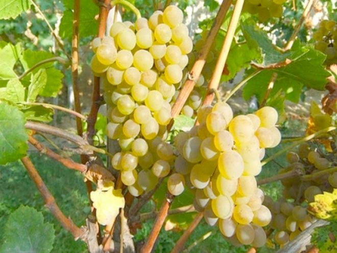 citron grapes magaracha