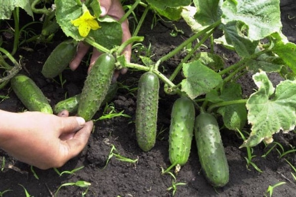 pepinos em terreno aberto