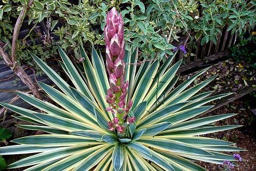 yucca bush