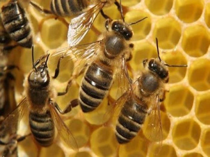 přemístění včel do nového úlu na podzim