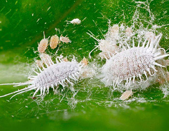 Scale insects on lemon