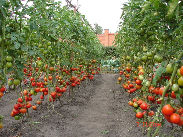 rajčatové keře v otevřeném terénu