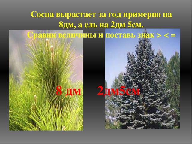 spruce or pine