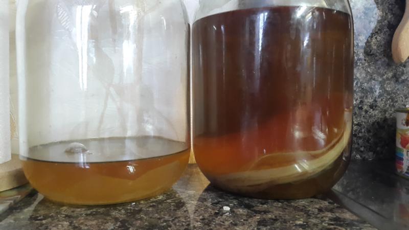 Pourquoi Kombucha s'est-il noyé ?