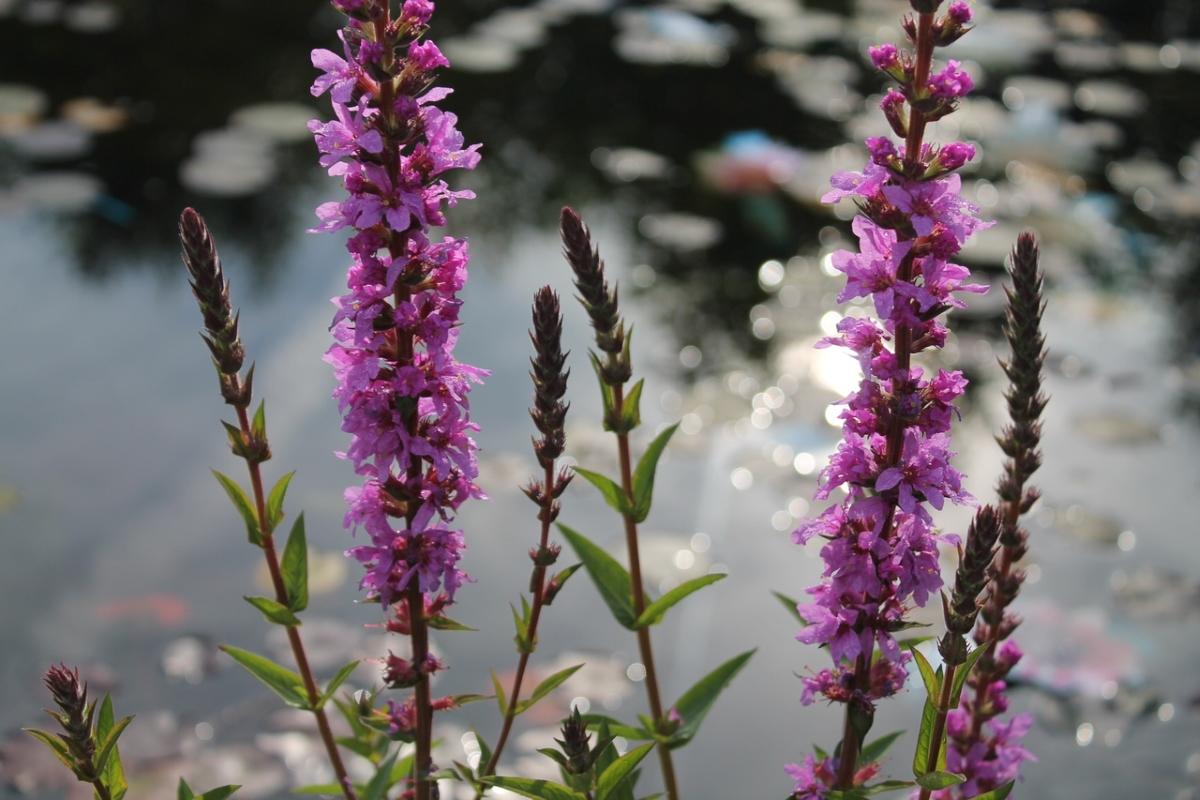 Loosestrife