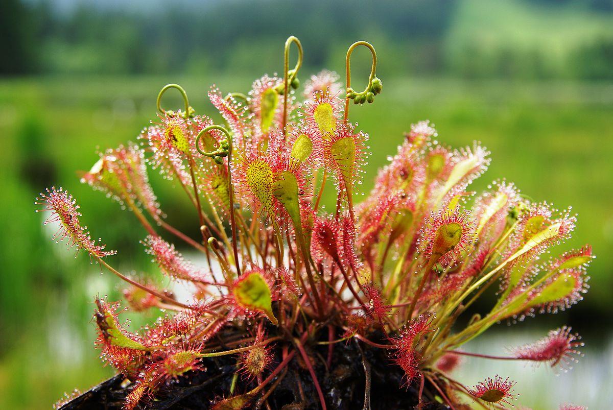 Sundew'un açıklaması