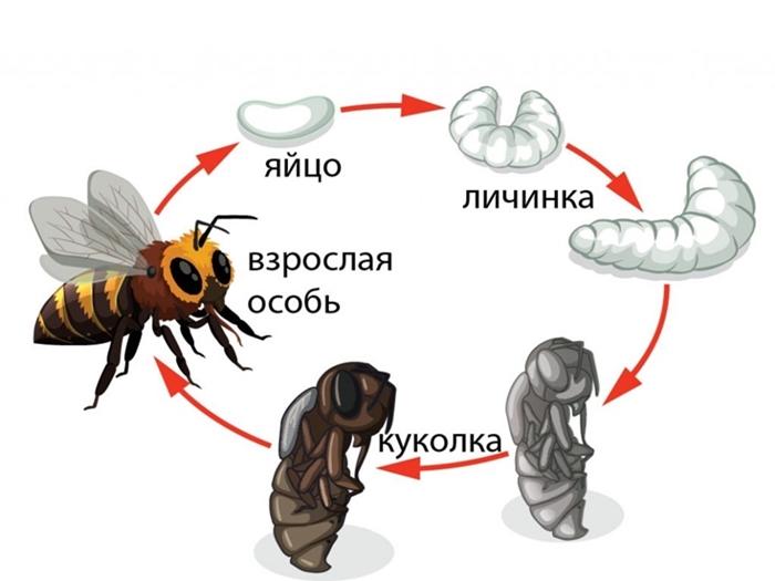 bee development from egg to bee