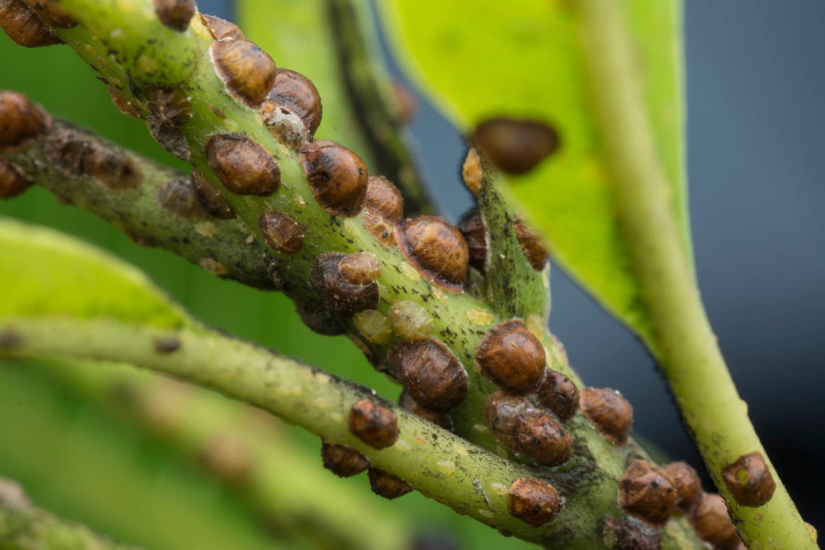 Scale insects on indoor plants