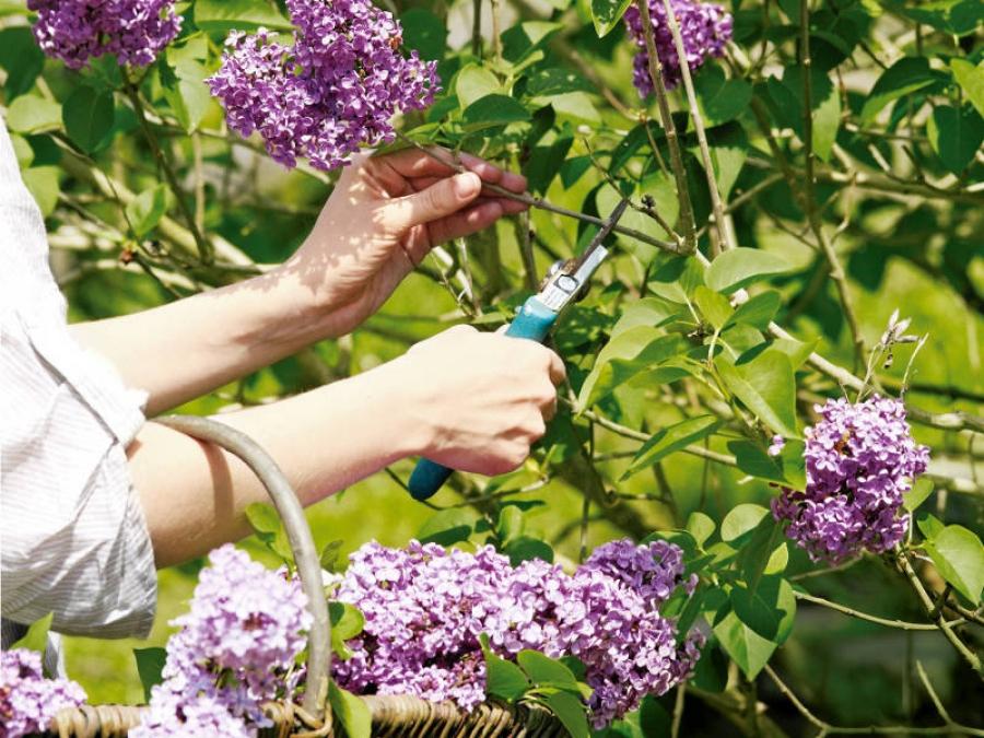 Plantación y cuidado de lilas.