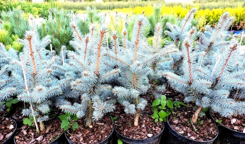 plant and grow blue spruce