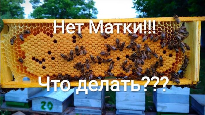 v úlu není žádná královna