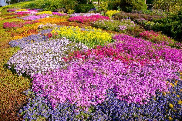 beautiful meadow of flowers 