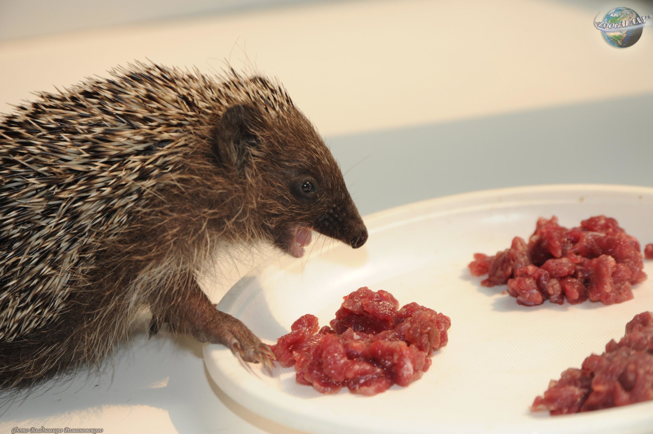 Was soll man einem Igel zu Hause füttern?